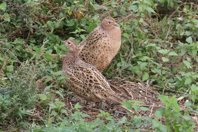 phasianus colchicus